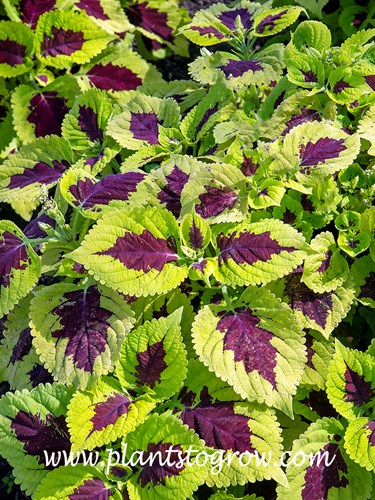 Coleus Kong Lime Sprite